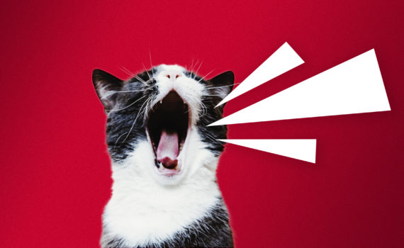 Le pointeur laser pour chat, une bonne idée ? – SPCA Charlevoix