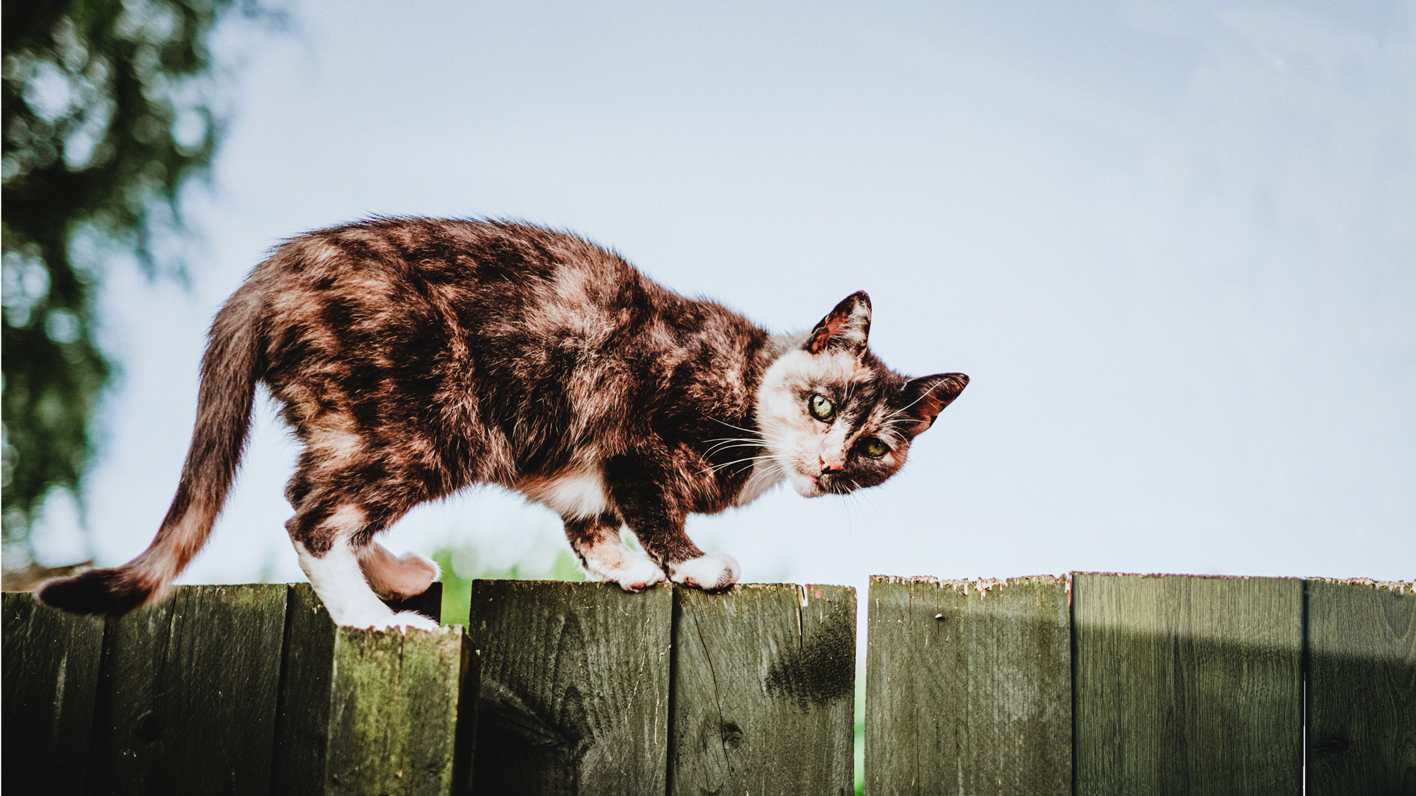 Adopter un chat errant ou sauvage: les risques et démarches à suivre – SPCA  Charlevoix