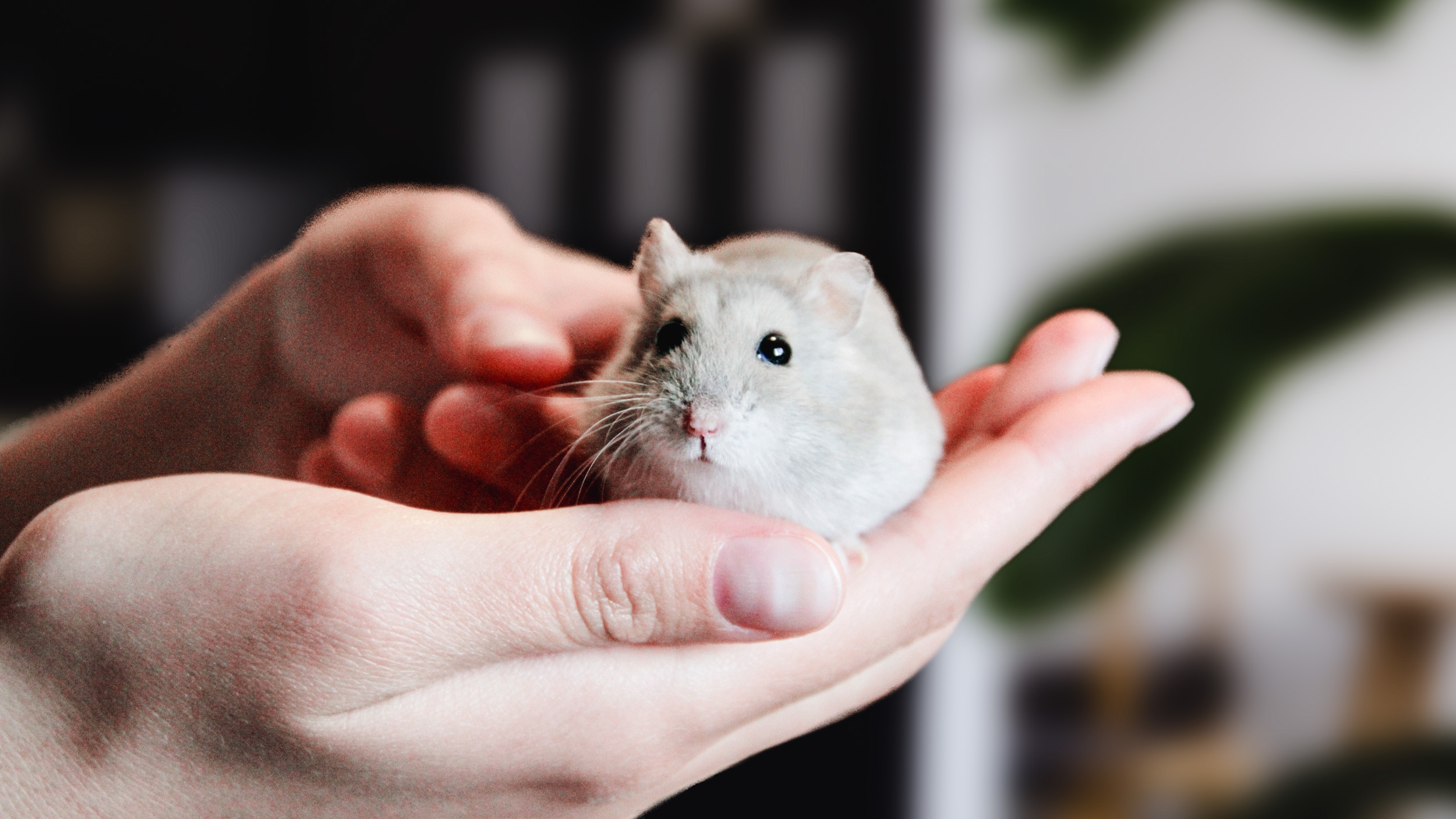 Hamster : un animal de compagnie idéal - Clinique vétérinaire Mulhouse