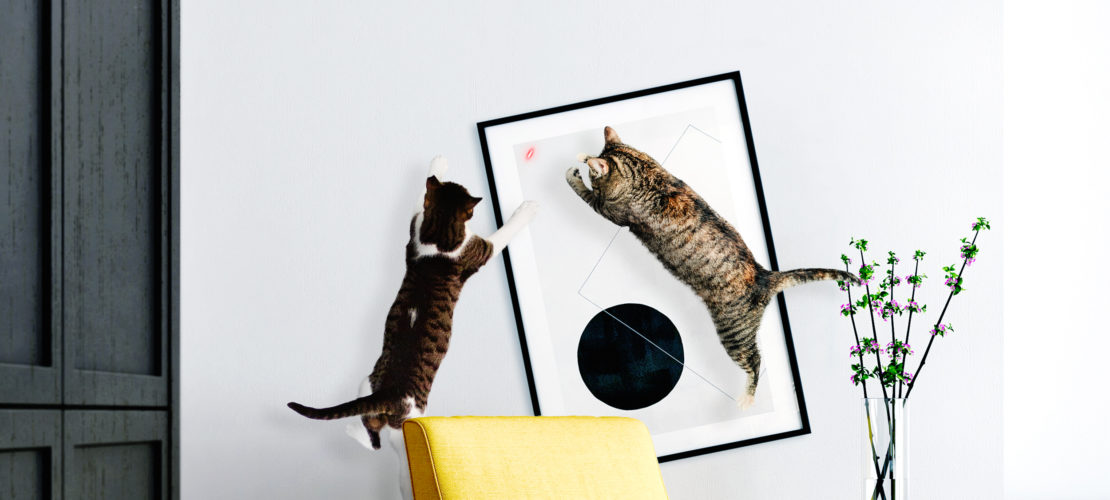Utiliser un pointeur laser pour les chats - Blog
