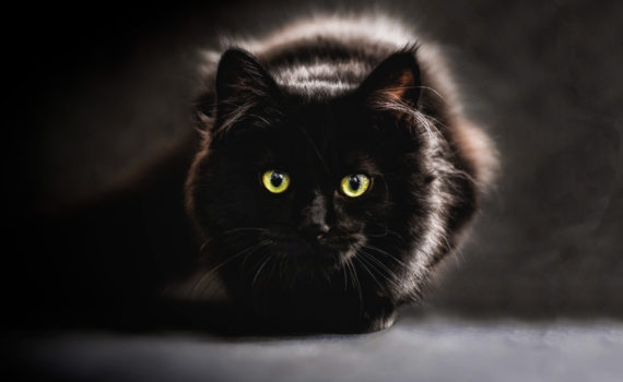 L'espérance de vie du chat – SPCA Charlevoix