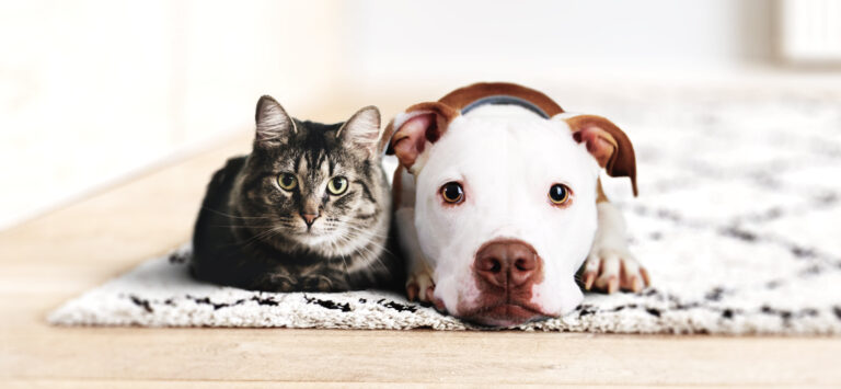 L'importance de la vaccination chez le chien – SPCA Charlevoix