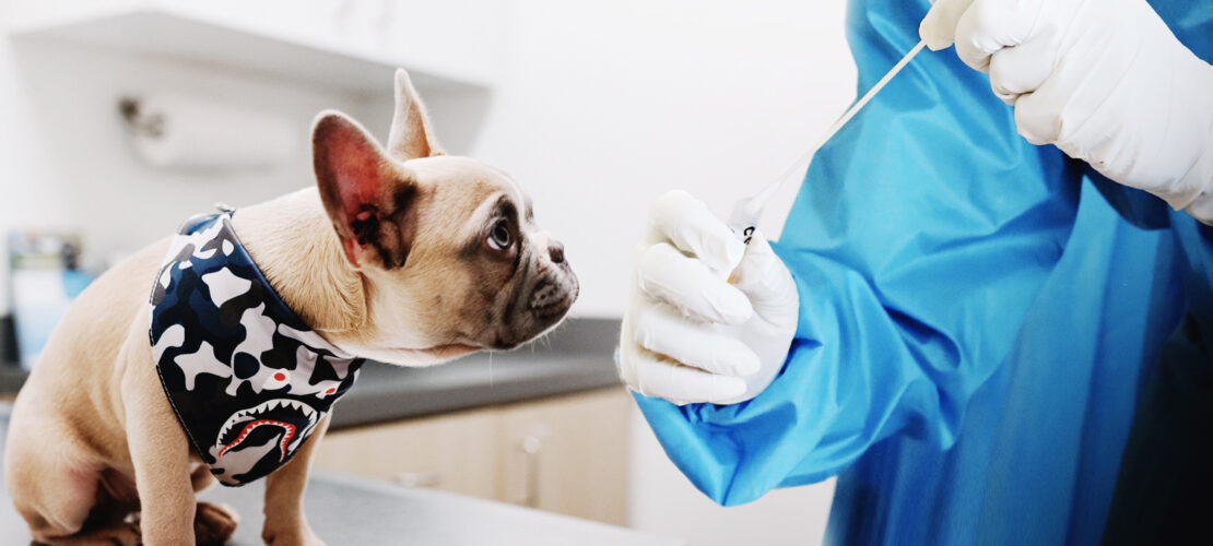 L'importance de la vaccination chez le chien – SPCA Charlevoix